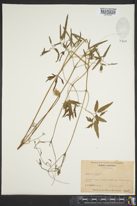 Clematis crispa image