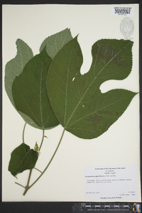 Broussonetia papyrifera image