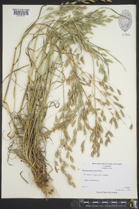 Bromus commutatus image