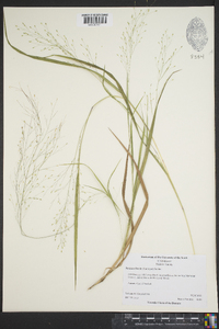 Panicum flexile image