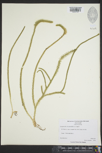 Lycopodiella alopecuroides image