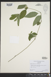 Ruellia caroliniensis image