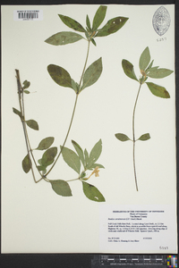 Ruellia caroliniensis image