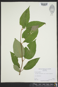 Viburnum cassinoides image