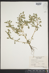 Amaranthus albus image