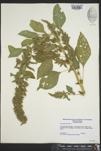 Amaranthus hybridus image