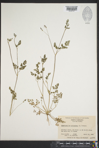 Chaerophyllum procumbens image