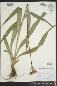 Eryngium yuccifolium image