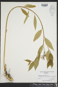 Amsonia tabernaemontana image