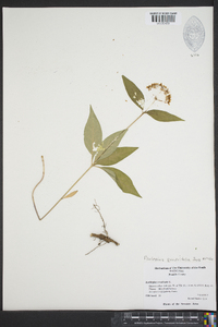 Asclepias quadrifolia image