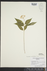 Asclepias quadrifolia image