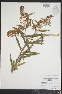 Asclepias tuberosa subsp. tuberosa image