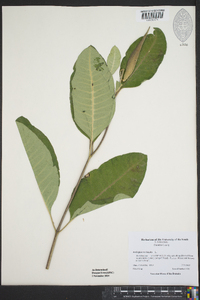 Asclepias variegata image