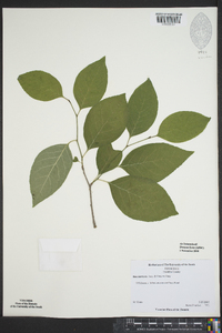 Ilex montana image