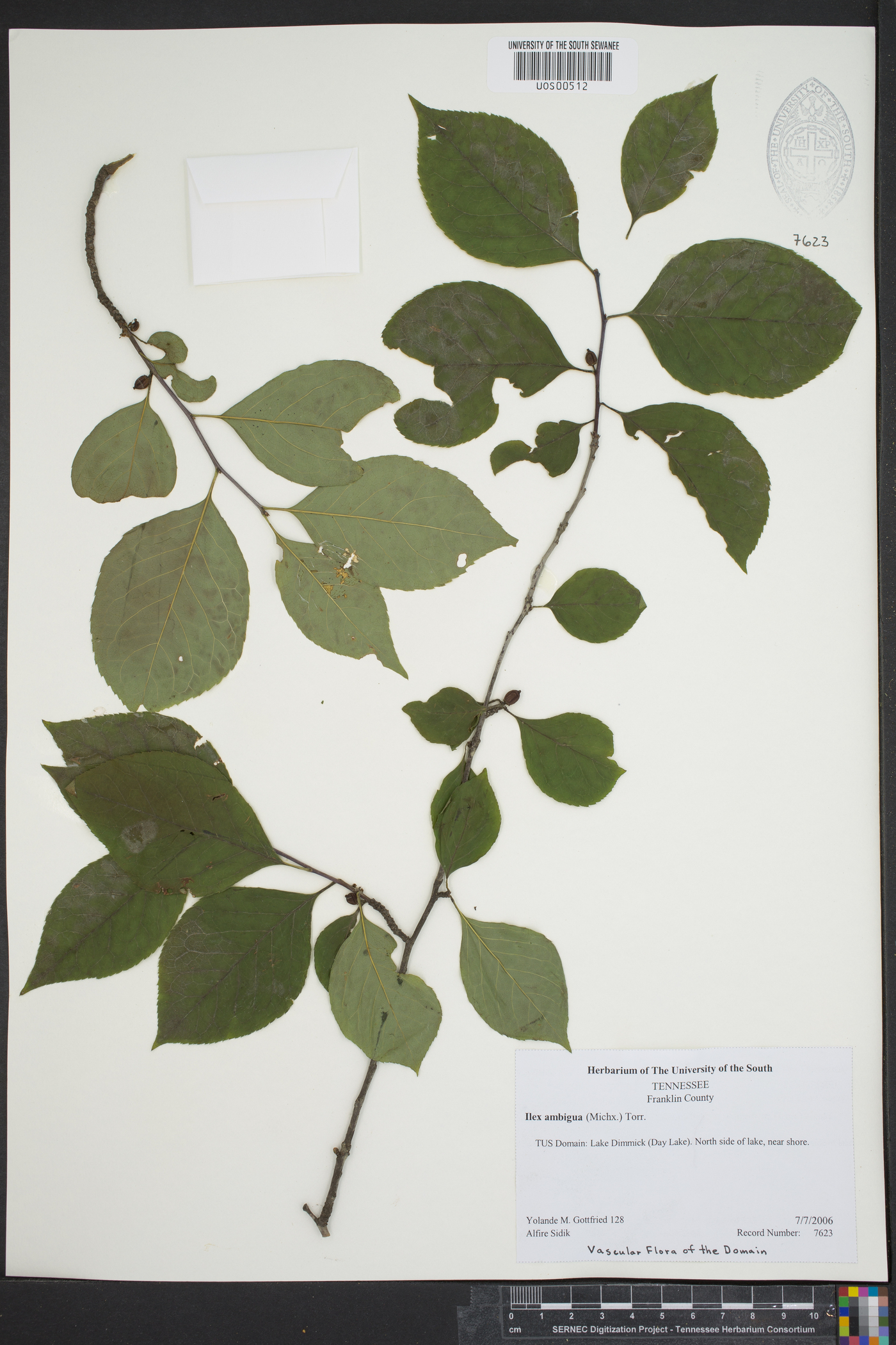 Ilex ambigua image