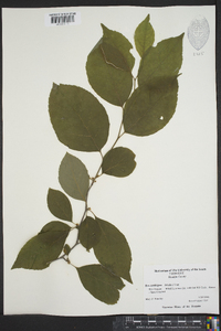 Ilex ambigua image