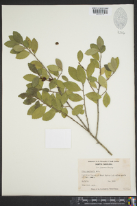 Ilex vomitoria image