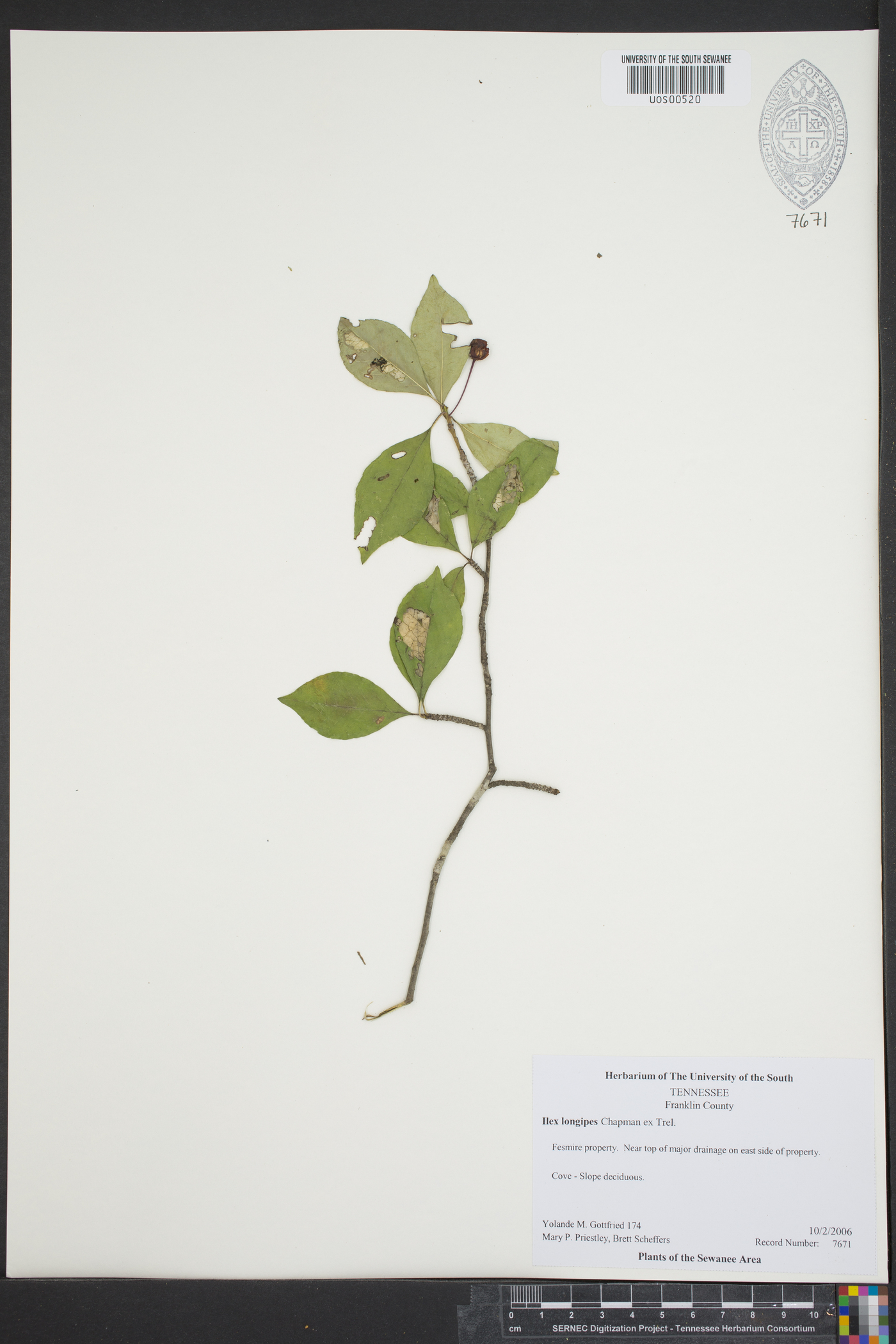 Ilex longipes image