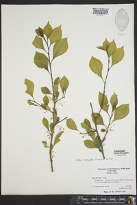 Ilex longipes image