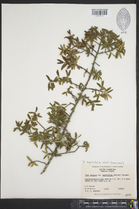 Ilex myrtifolia image