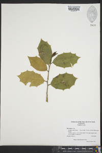 Image Associated With the Occurence