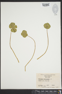 Hydrocotyle ranunculoides image