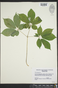 Panax trifolius image