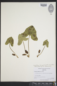 Hexastylis arifolia var. ruthii image