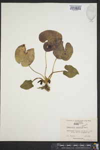 Hexastylis arifolia image