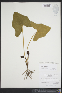 Hexastylis arifolia var. ruthii image