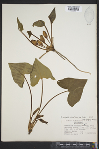 Hexastylis arifolia var. ruthii image