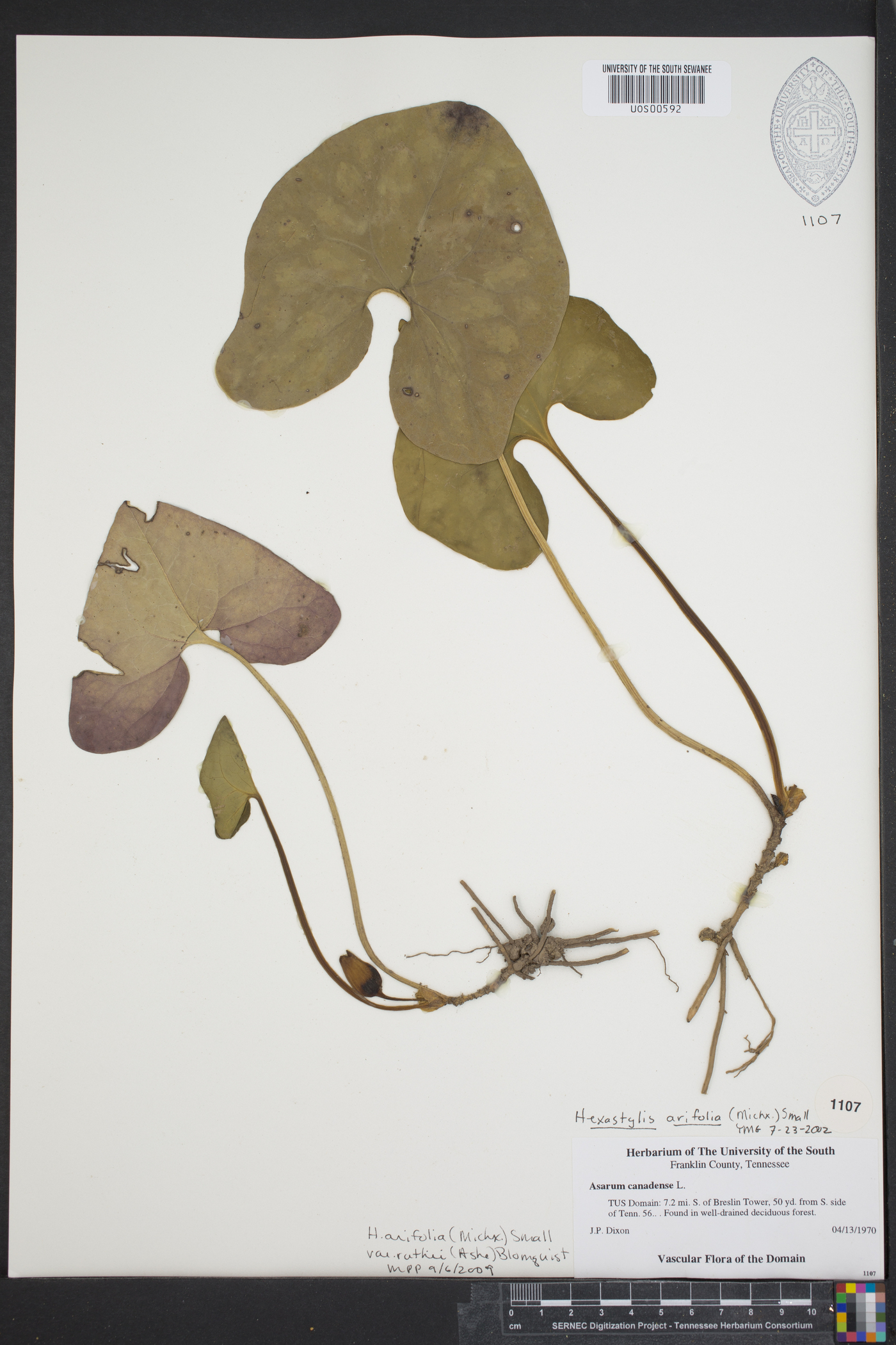 Hexastylis arifolia var. ruthii image