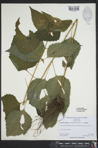 Ageratina altissima var. altissima image