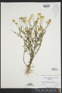 Anthemis arvensis image