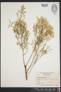 Baccharis angustifolia image