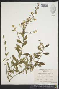 Baccharis glomeruliflora image