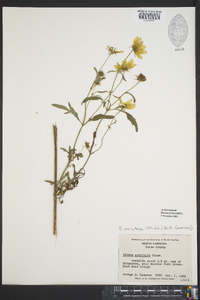 Bidens aristosa image