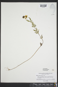 Bidens aristosa image