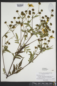 Bidens aristosa image