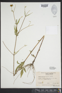 Bidens aristosa image