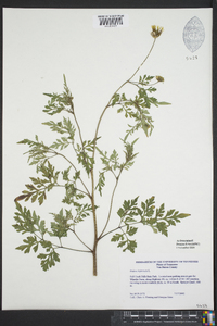 Bidens bipinnata image