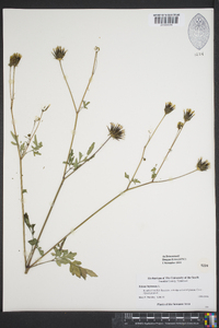 Bidens bipinnata image