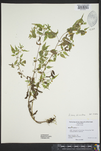 Bidens discoidea image