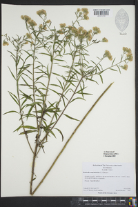 Brickellia eupatorioides image