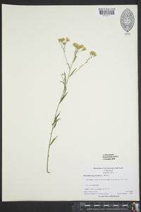 Brickellia eupatorioides image