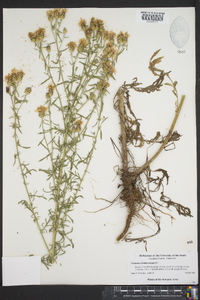 Centaurea stoebe subsp. micranthos image