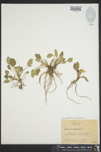 Chrysogonum virginianum image