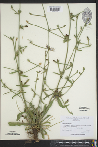 Cichorium intybus image