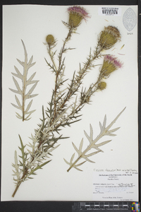 Cirsium discolor image