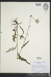 Cirsium carolinianum image